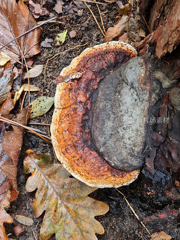 木真菌(Fomitopsis pinicola)